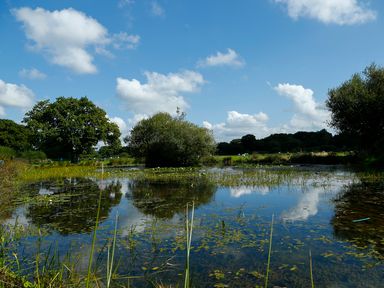 A pond with aquatic plants surrounded by trees and grass under a blue sky at Birch Lodge in Teigngrace near Newton Abbot