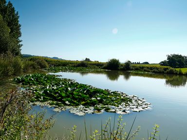 A pond with lily pads surrounded by vegetation and fields at Birch Lodge in Teigngrace near Newton Abbot