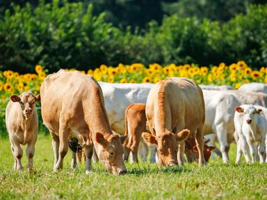 A group of cows grazing in a field with sunflowers and trees in the background