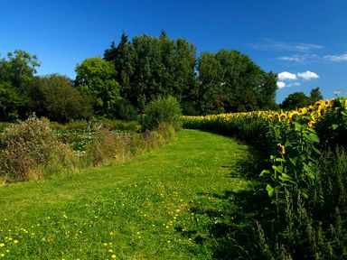 A grassy pathway with sunflower plants on the right and trees in the background in a garden