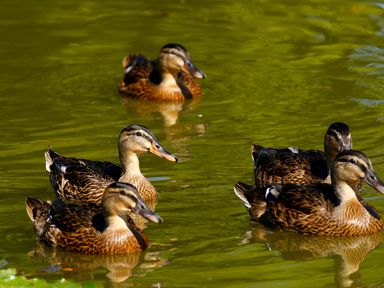 A group of ducks swimming on green water