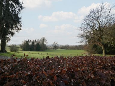 A field with green grass and trees behind a hedge with brown leaves at Woodlands Cottage in Docklow near Leominster