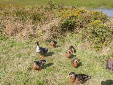 A grassy area with six ducks near bushes and water at Glan Gors in Llanerchymedd