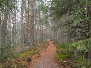 A forest path covered with fallen leaves surrounded by trees and greenery at Otter Lodge in Feshiebridge near Aviemore