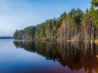 A forest with trees reflected in a calm lake at Otter Lodge in Feshiebridge near Aviemore