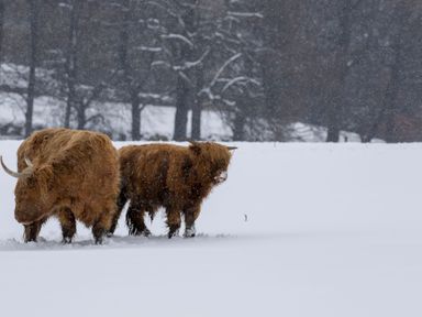 Highland cattle standing in a snowy field with trees in the background at Otter Lodge in Feshiebridge near Aviemore