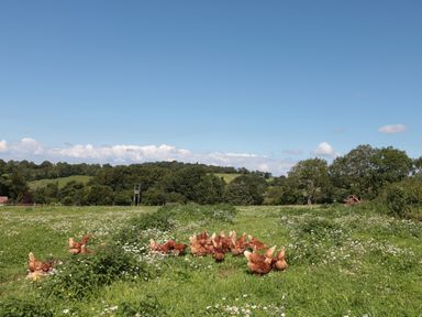 A field with grass and wildflowers with chickens scattered in the foreground and trees and hills in the background at The Cider Shed in Winscombe