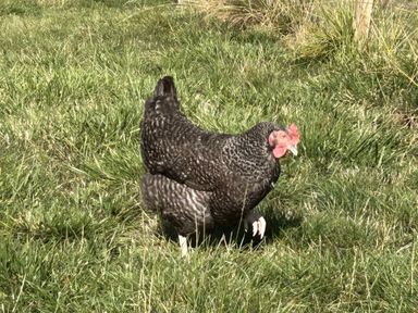 A chicken in a grassy area at Keepers Cottage in West Knoyle