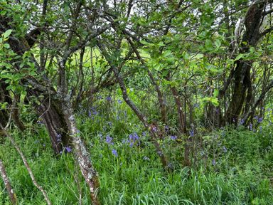 A scene with trees and blue flowers in a grassy area at Keepers Cottage in West Knoyle