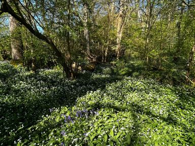 A forest area with bluebells and wild garlic in Keepers Cottage, West Knoyle