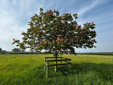 A tree with pink flowers in a field at Keepers Cottage in West Knoyle