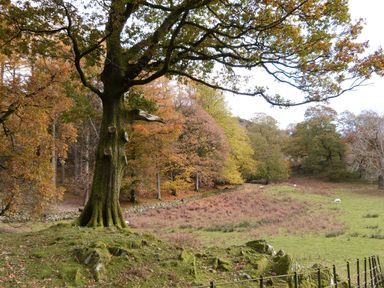 A large tree with moss on the ground and other trees in autumn colors in a field with sheep at Tarn Lodge in Bowness-On-Windermere