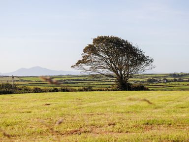 A solitary tree in an open grassy field with hills in the background at Ty ar Ben Bryn in Pencarnisiog near Rhosneigr