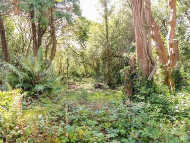A forest area with dense ferns bushes and trees at Kealduff Lower in Glenbeigh County Kerry