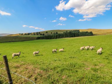 A grassy field with sheep standing in a row surrounded by hills and trees at Field Barn in Alston