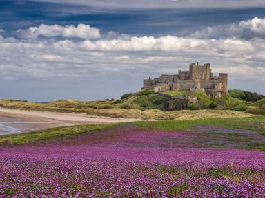 A field of purple flowers with a castle on a hill and a beach in the background at Whinstones at 4 The Villas Embleton