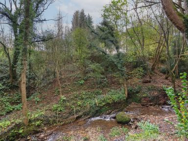 A forested area with a flowing stream surrounded by trees and greenery at Fron Haul - Robin Goch Llanfwrog near Ruthin