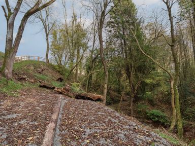 A wooded forest area with trees and a dirt path covered in leaves and gravel at Fron Haul - Robin Goch Llanfwrog near Ruthin