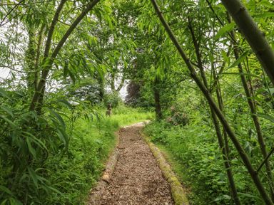 A pathway lined with trees and bushes at Bracken Fern in Eppleby