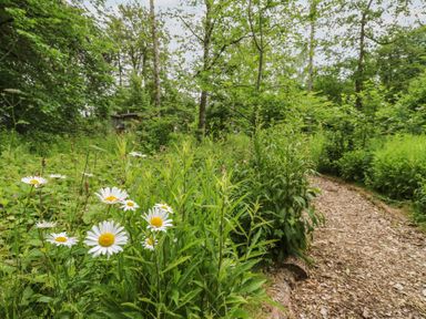 A path surrounded by flowers and trees at Bracken Fern in Eppleby
