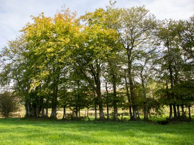 Group of trees in a grassy field at Bwthyn Bach Brefi