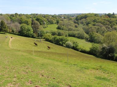 A grassy hillside with two horses grazing and trees in the background at Hilly Field Barn in Yelverton