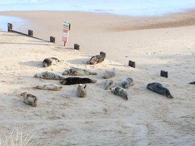 A group of seals resting on a sandy beach near the water at Cobblers Barn in Repps With Bastwick near Potter Heigham