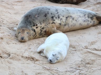 A sandy beach with an adult seal and a white seal pup lying on the sand