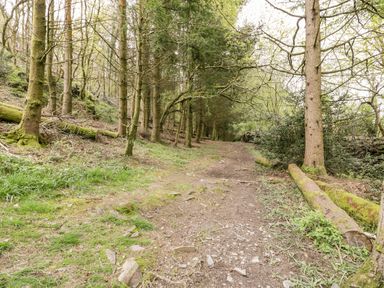 A dirt path through a forest with trees on both sides and logs on the ground at Crud yr Awel in Braichmelyn near Bethesda