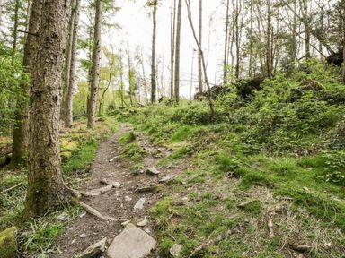 A forest trail with trees and green undergrowth at Crud yr Awel in Braichmelyn near Bethesda