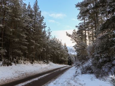 A road lined with trees and snow at Golden Eagle Lodge in Aviemore
