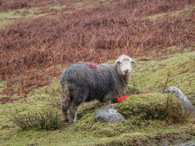 A sheep standing on grass near rocks with dried brown plants in the background at Beckfold Cottage in Broughton-In-Furness