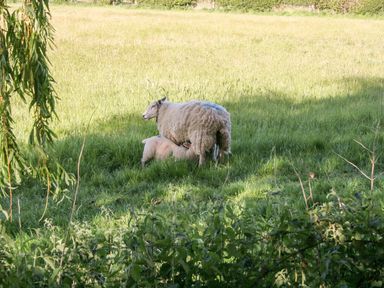 A sheep standing in a grassy field with a lamb nursing in a rural area at Gardener's Lodge in Huby
