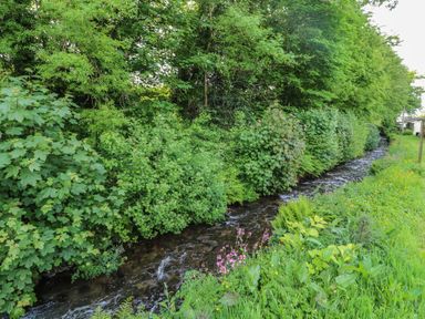 A small stream running alongside dense green bushes and grass at 11 Tremore in Liskeard