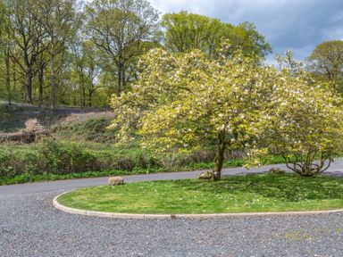 A tree with flowers on a grassy island surrounded by a gravel and paved road with woodland in the background at Grassholme in Hawkshead