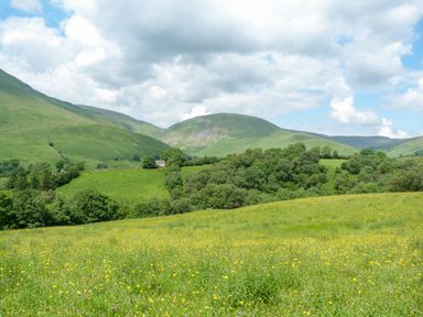 A green field with yellow flowers and trees with hills and a cloudy sky in the background at Pine Cottage in Sedbergh