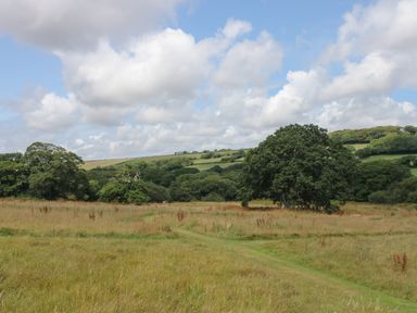 A grassy field with scattered trees under a cloudy blue sky at Honey @ Stars & Embers Glamping in Grampound