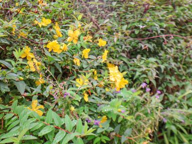 Yellow flowers and green leaves with water droplets in a garden at Hillcrest in Scarborough