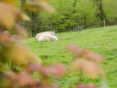 Three sheep lying on grass in a fenced field with trees in the background at Mimis Cottage in St Neot