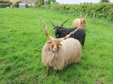 Three Jacob sheep with curly wool and twisted horns in a grassy field at Badgers Sett in Winston near Staindrop