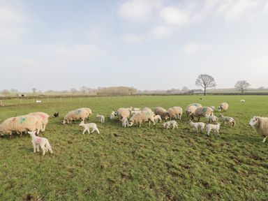A grassy field with sheep and lambs grazing with trees and fences in the background at Top Style Orchard in Hallow