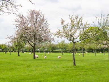 A field with sheep grazing among blossoming trees at Top Style Orchard in Hallow