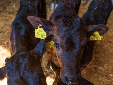 Close up of calves with yellow ear tags in a barn with straw on the floor at Top Style Orchard in Hallow