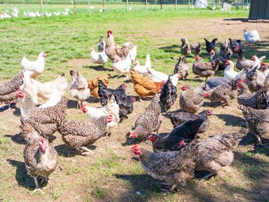 A fenced outdoor area with many chickens of different colors on grass and dirt at Top Style Orchard in Hallow