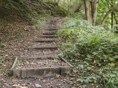 A dirt path with wooden steps going uphill surrounded by green plants and trees at Silver Birches in Glaisdale