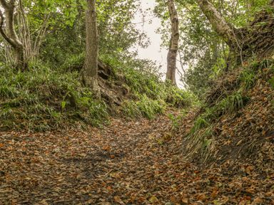 A forest path covered with fallen leaves and surrounded by trees and greenery at Silver Birches in Glaisdale