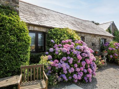 A stone cottage exterior with a wooden bench and flowering hydrangea bushes at Coach House Cottage in Bude