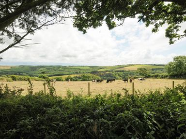 A fenced field with cows grazing and a backdrop of rolling hills and trees at Lee Barton Farmhouse in Bude