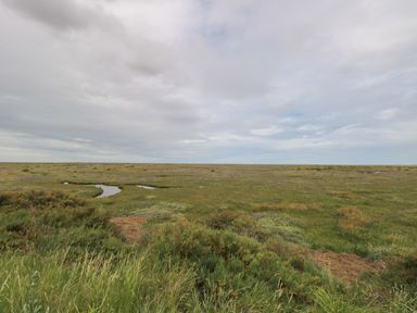A flat grassy wetland area with small patches of water under a cloudy sky