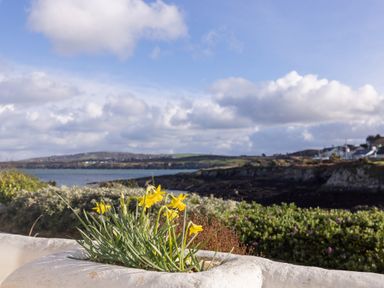 Yellow flowers in a stone planter with a coastal landscape in the background at Old Post Office in Bull Bay